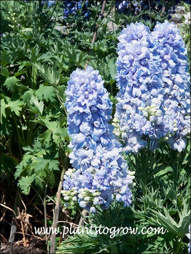 The amount of the double frilly flowers creates a full thick floral spike.